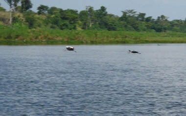 Lake Kyoga waters and shoreline